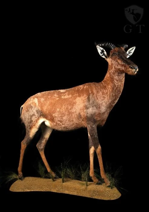 EAFE0031
