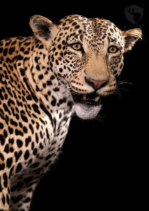 EAFE0074
