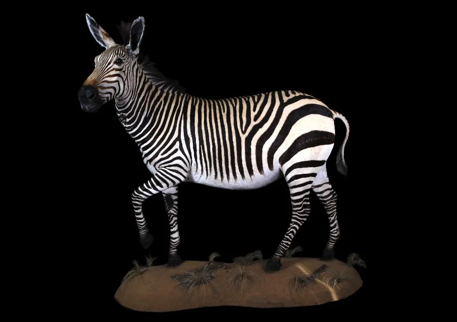 Zebra