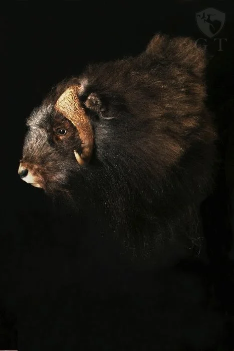 EAMF0003