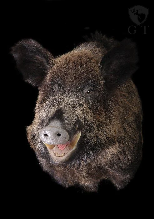 EEUF0003
