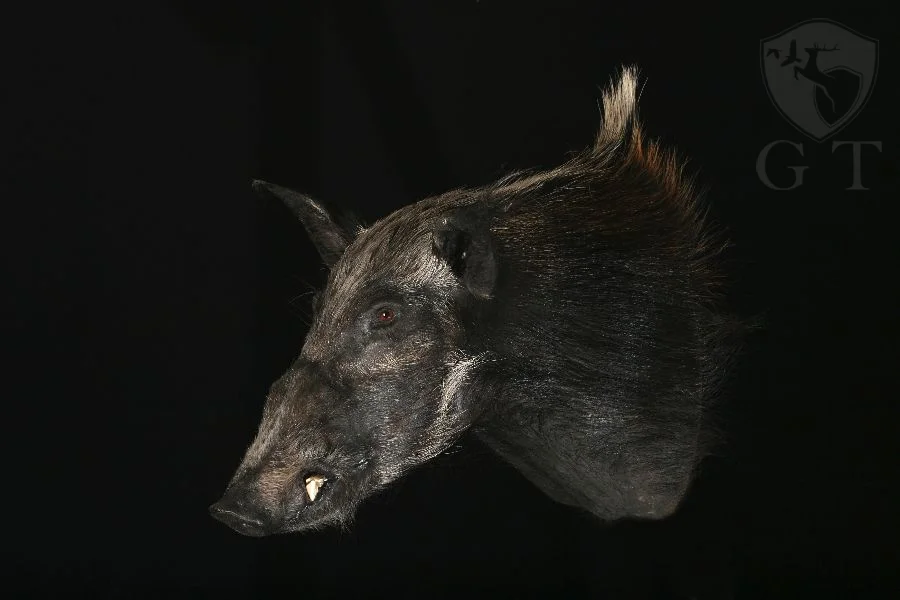 EEUF0005