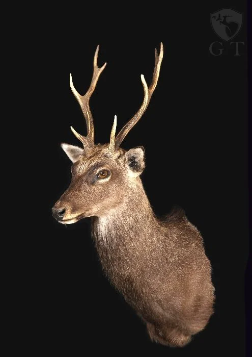 EEUF0010