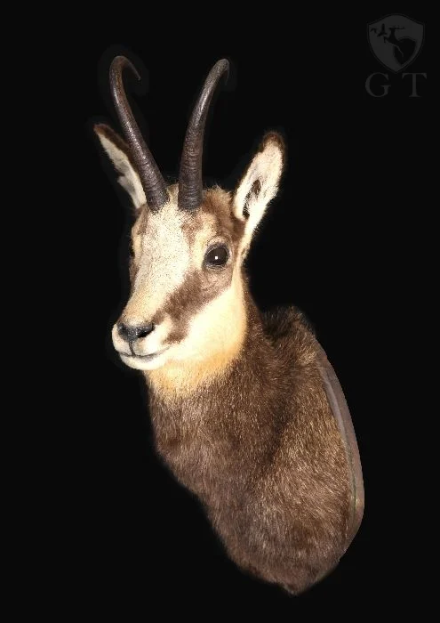 EEUF0011