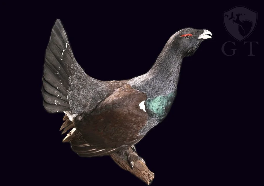 MA0033